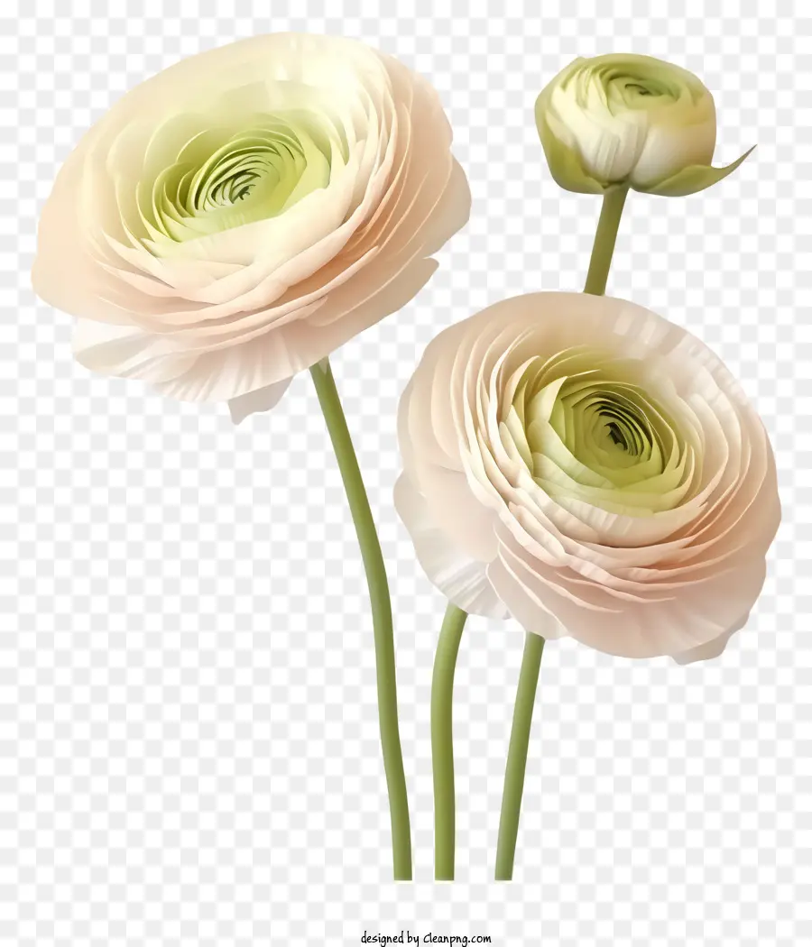 Flores Cor De Rosa，Bordas Enroladas PNG