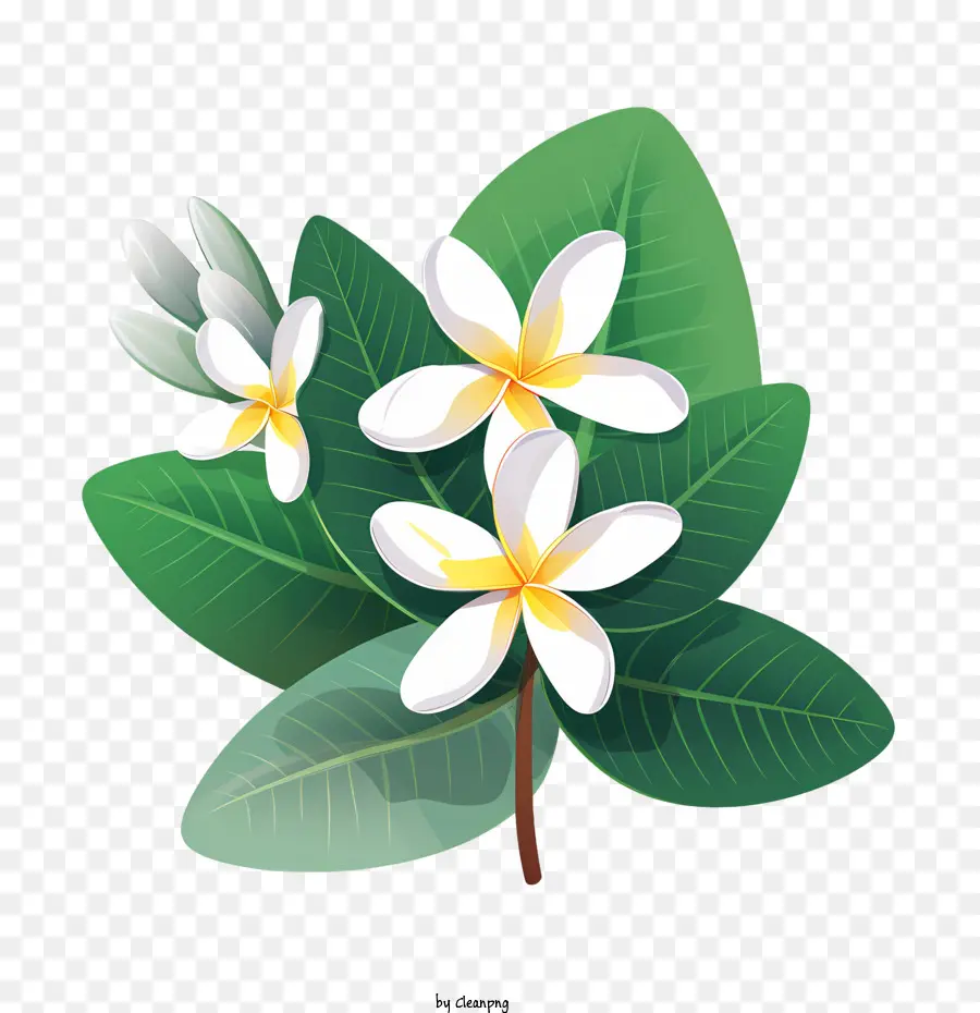 Flor De Frangipani，Flores Brancas PNG