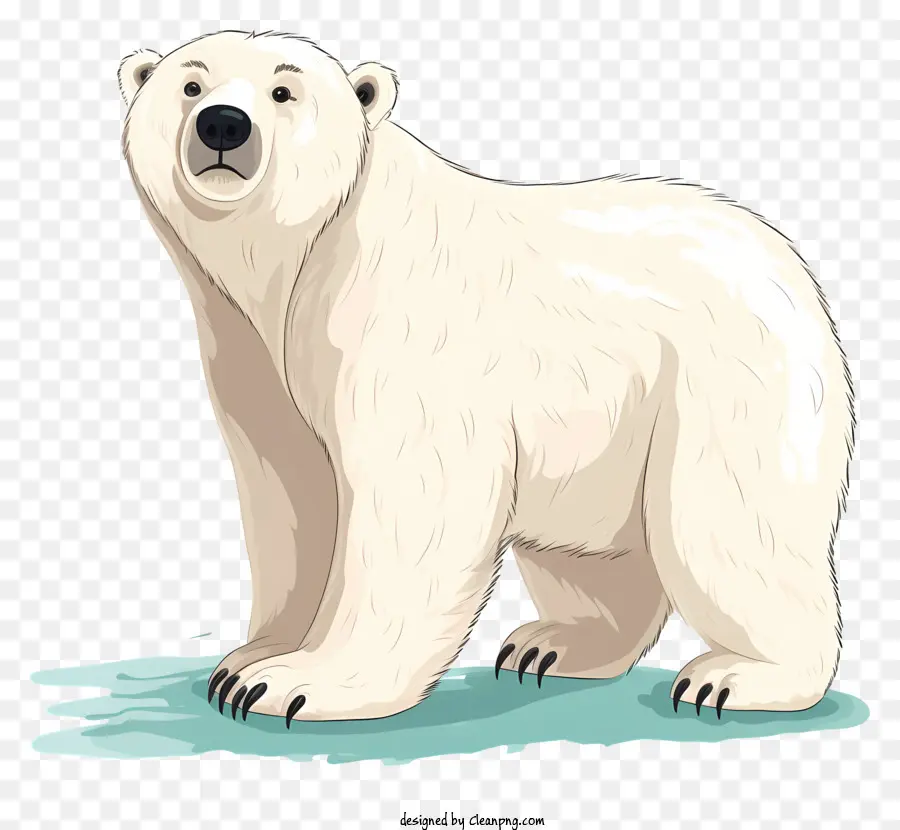 Urso Polar，Lagoa Congelada PNG