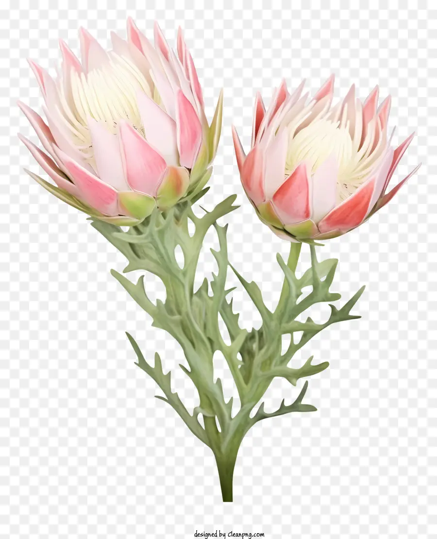 Flores De Protea，Flores Vermelhas E Rosa PNG