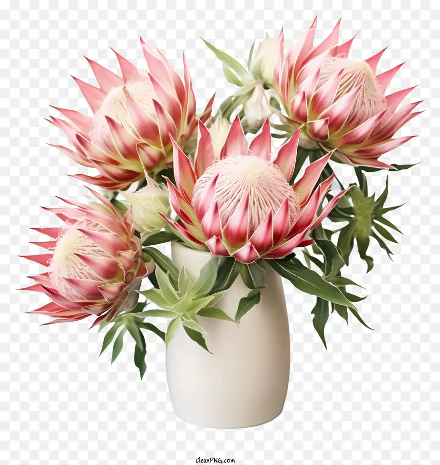 Flores De Protea Rosa，Vaso Branco PNG