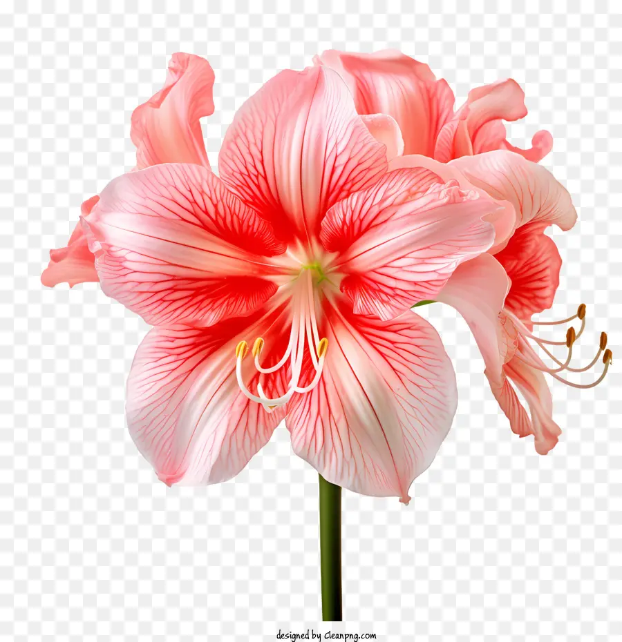 Amaryllis Flor，Flor Rosa Grande PNG