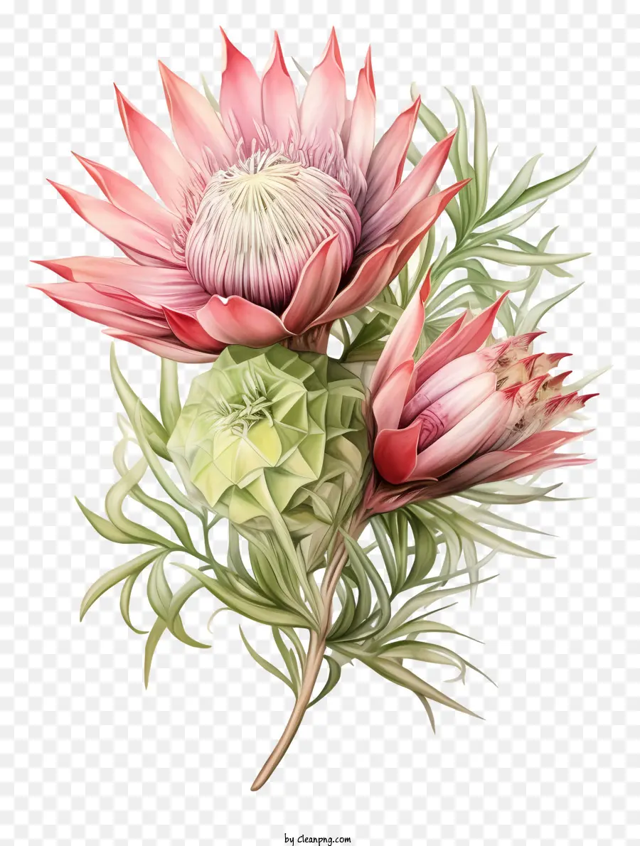 Flor Protea，Plantas Nativas África Do Sul PNG