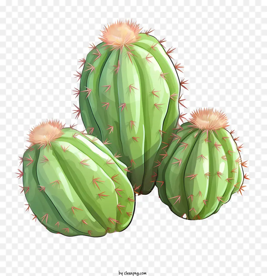 Cacto，Suculenta PNG