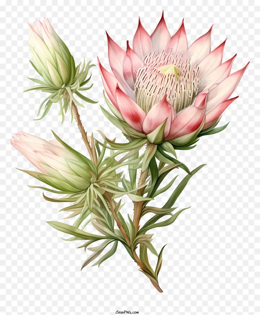 Flor Protea，Flor Rosa E Vermelha PNG