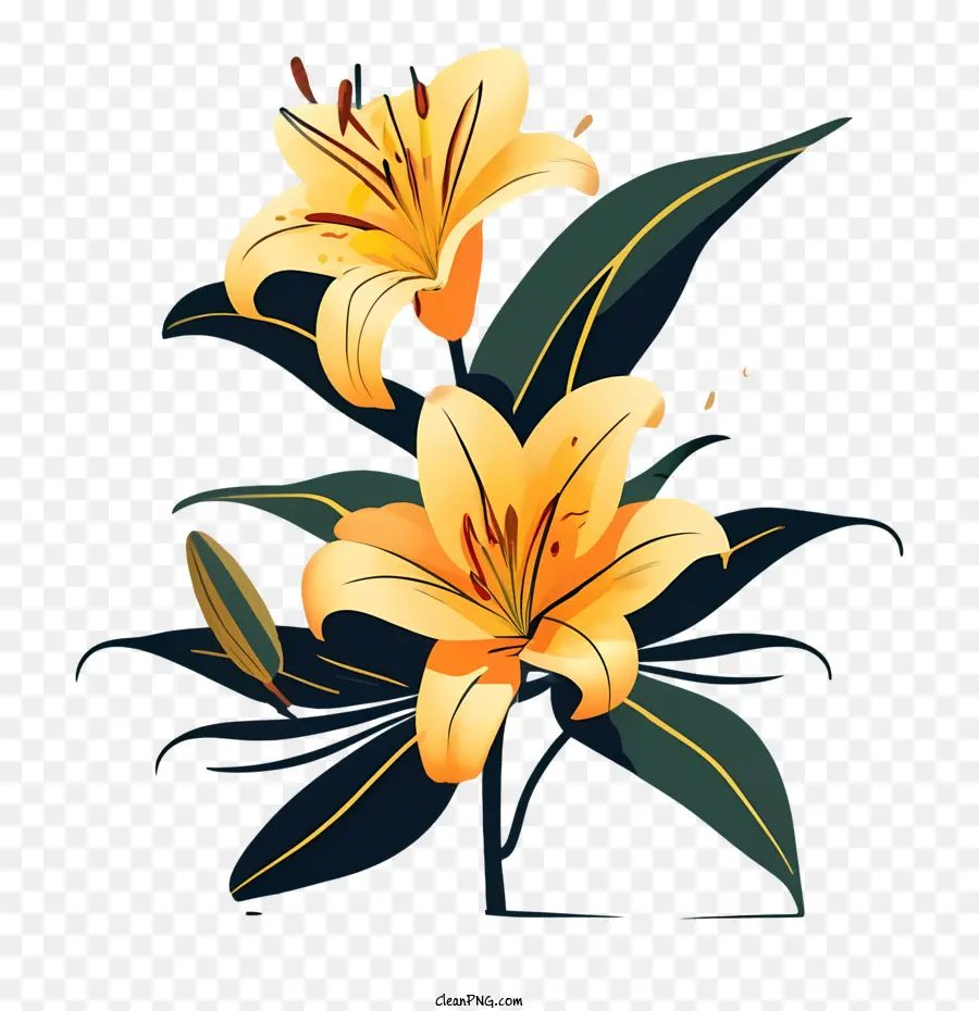 Flores De Lírio，Lily PNG