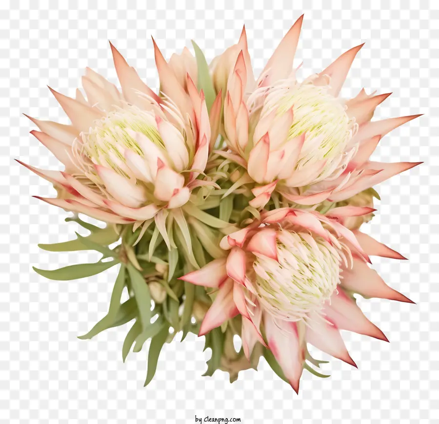 O Proteas，Flores Cor De Rosa PNG