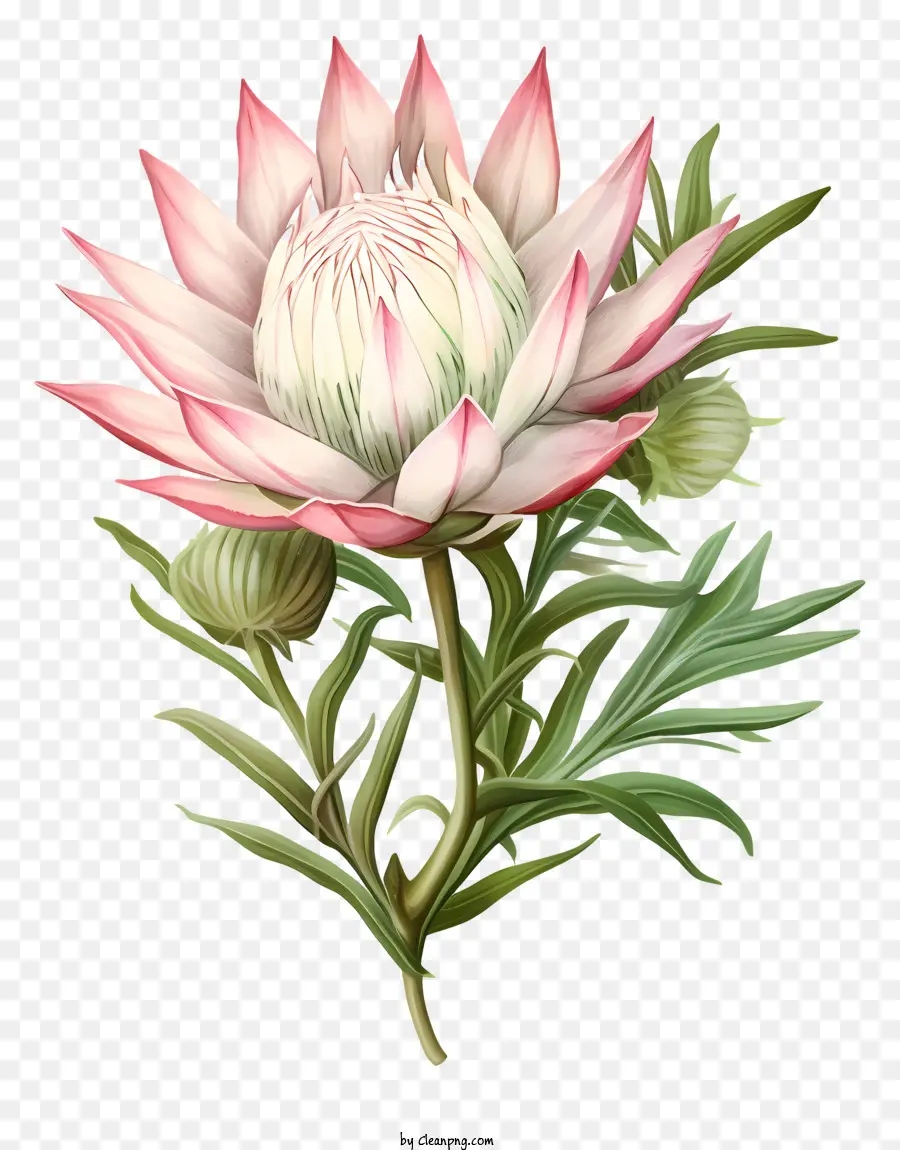 Flor Protea，Planta Nativa PNG