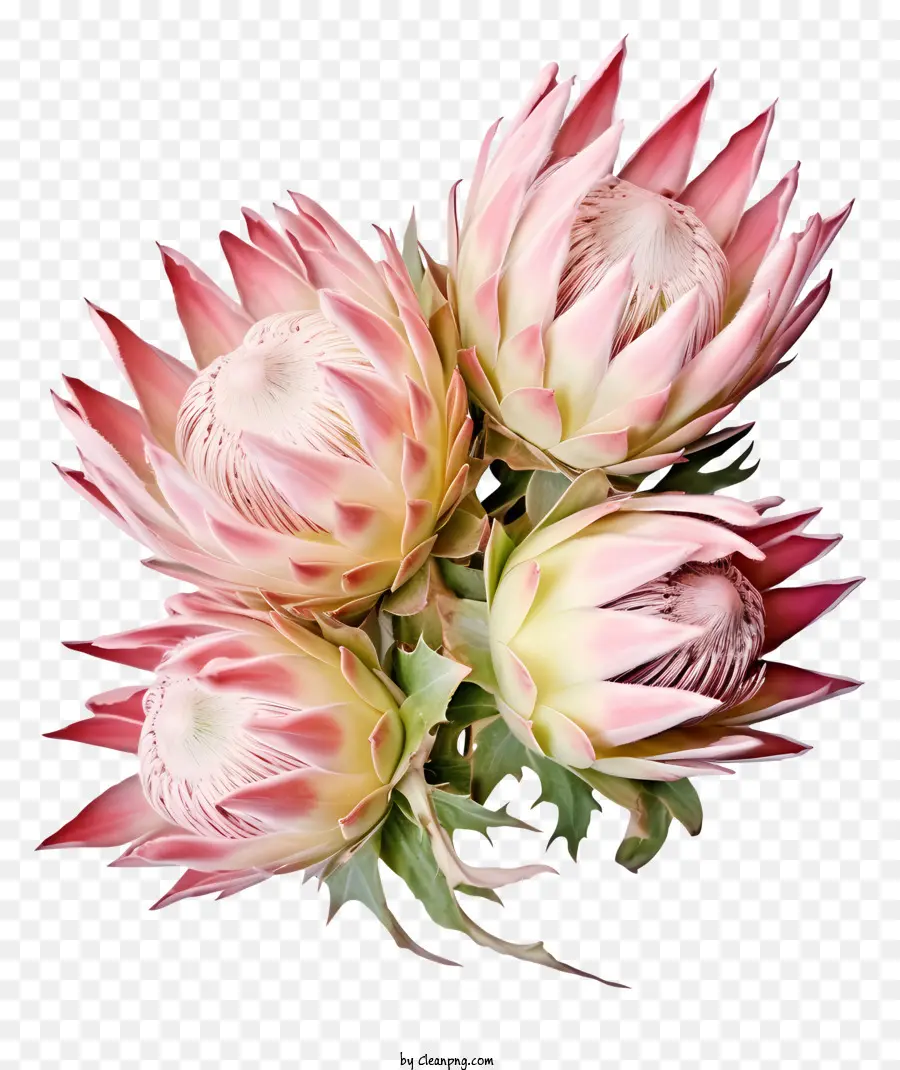 Flores Sul Africanas，O Proteas PNG