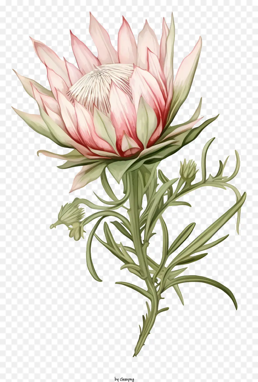Flor De Protea Rosa，Flor Da África Do Sul PNG