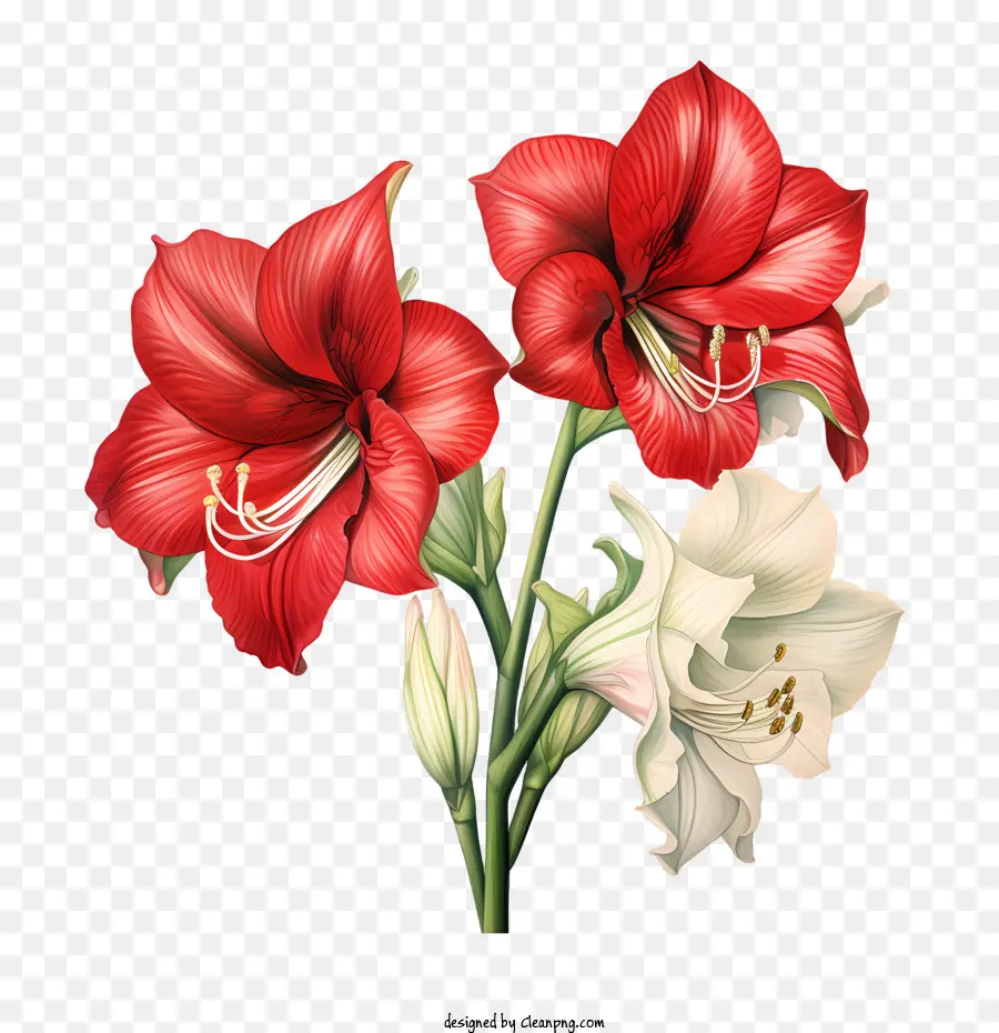 Amaryllis Flor，Vermelho PNG