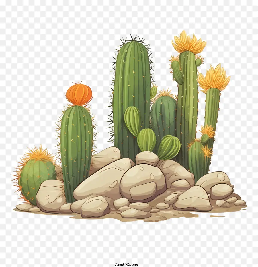 Cactus，Plantas PNG