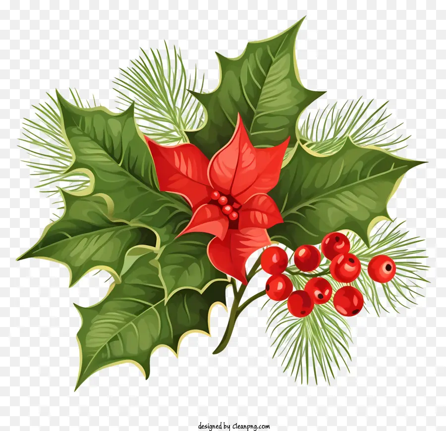 Poinsétia Do Natal，Poinsétia Vermelha E Verde PNG