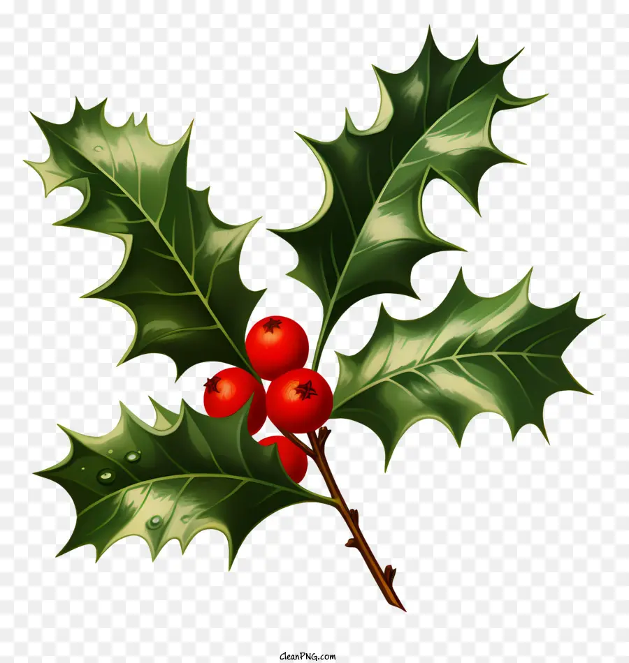 Holly Bush，Frutos Vermelhos PNG