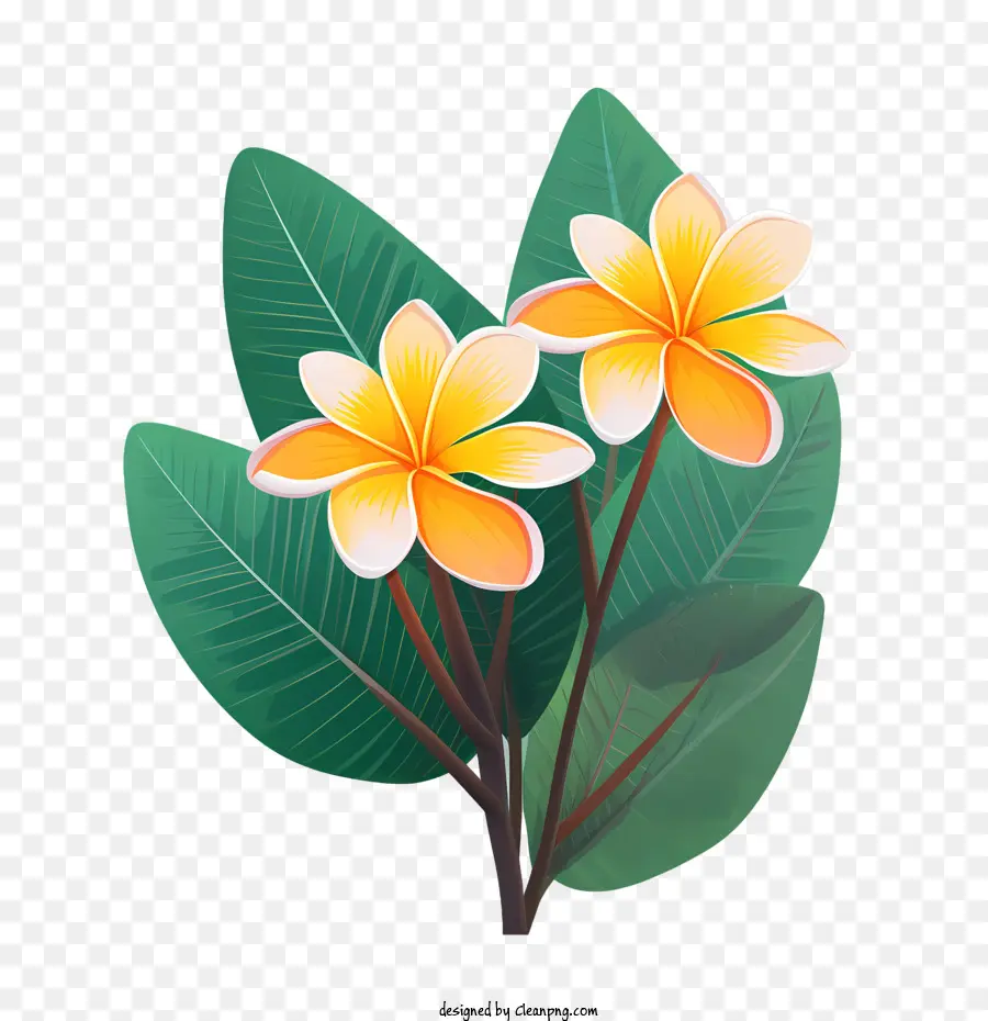 Flor De Frangipani，Buquê PNG