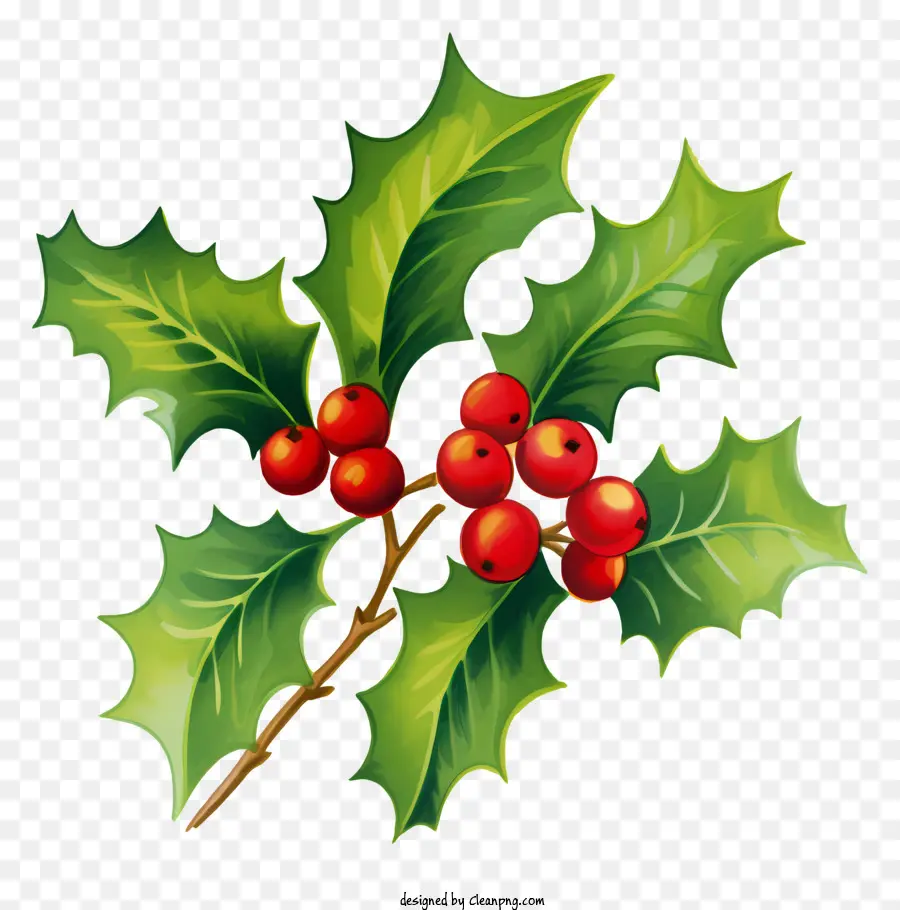 Decorações Festivas，Natal Holly PNG