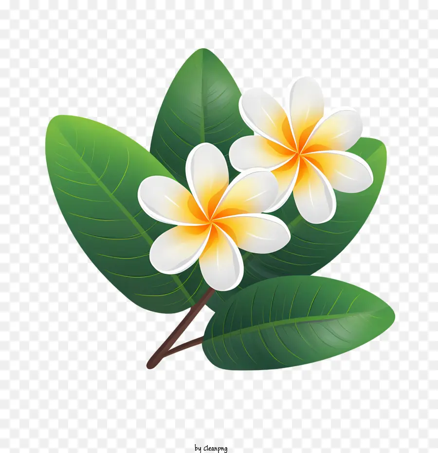 Flor De Frangipani，Havaianas PNG