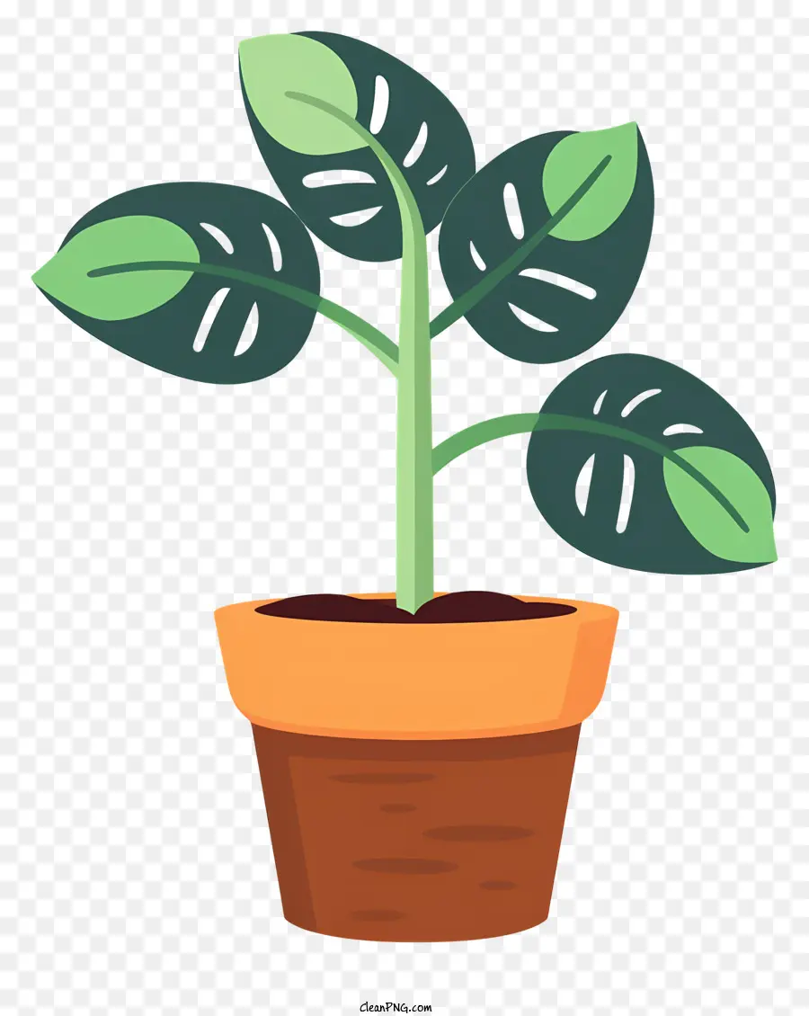 Um Vaso De Planta，Planta Frondosa PNG