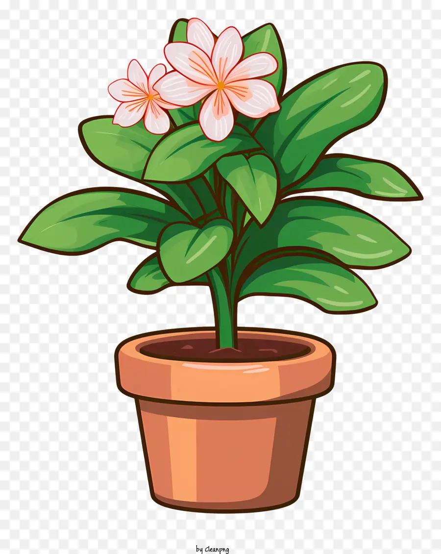 Planta De Vaso，Flores PNG