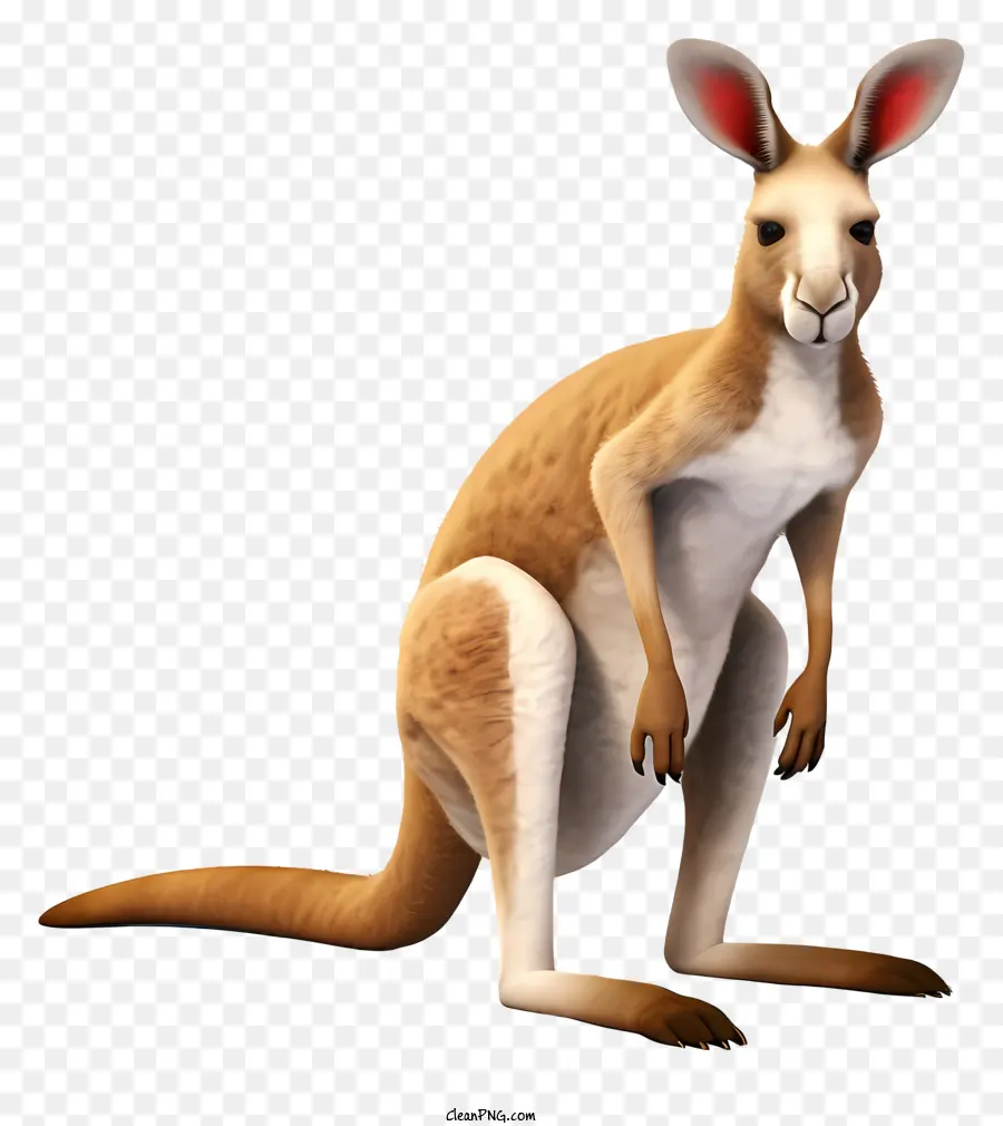Canguru，Austrália PNG