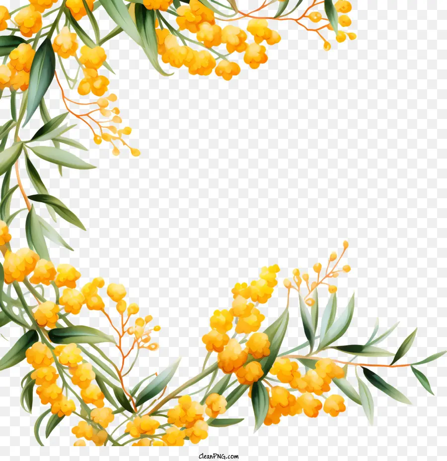 Acácia Dourada，Floral PNG