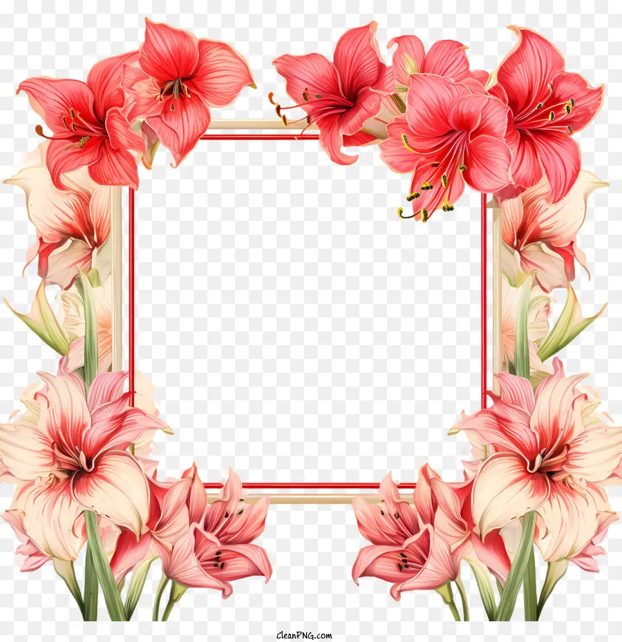 Amaryllis Flor，Quadro PNG