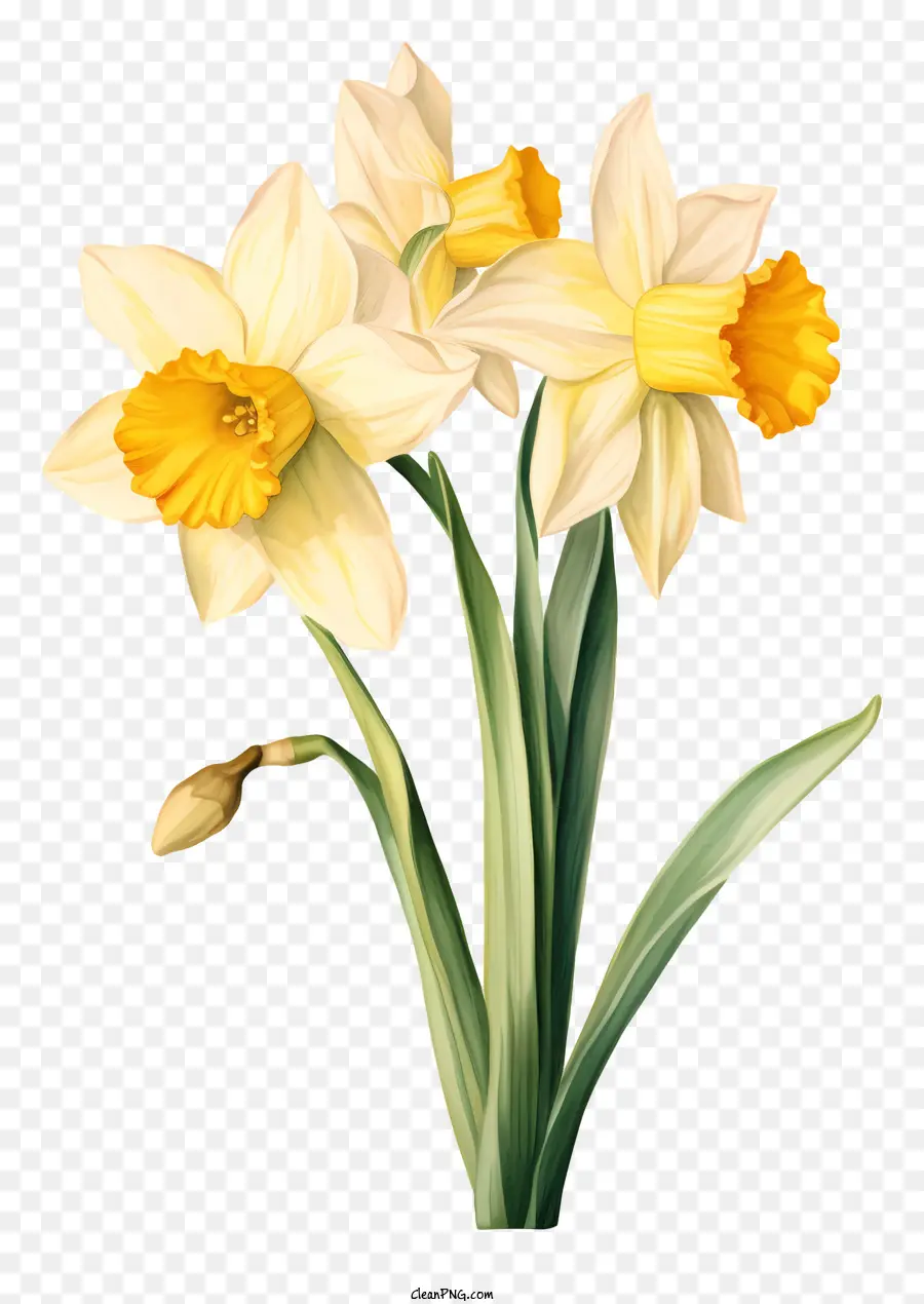 Daffodil Branco，Pétalas Amarelas PNG