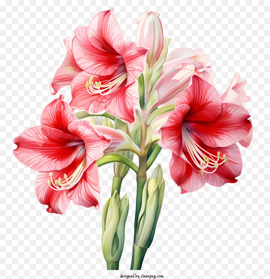 Amaryllis Flor，Flor Rosa PNG