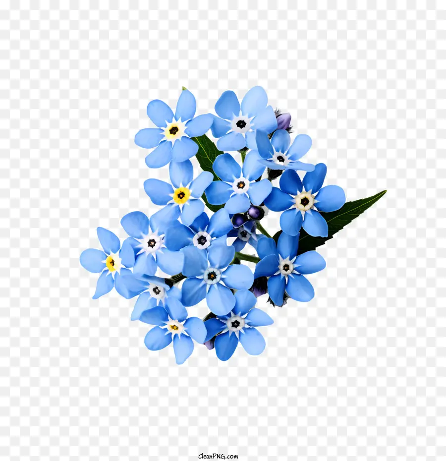 Não Te Esqueças De Mim Flor，Azul PNG