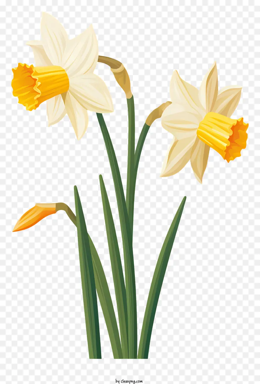 Narcisos，Bloom PNG
