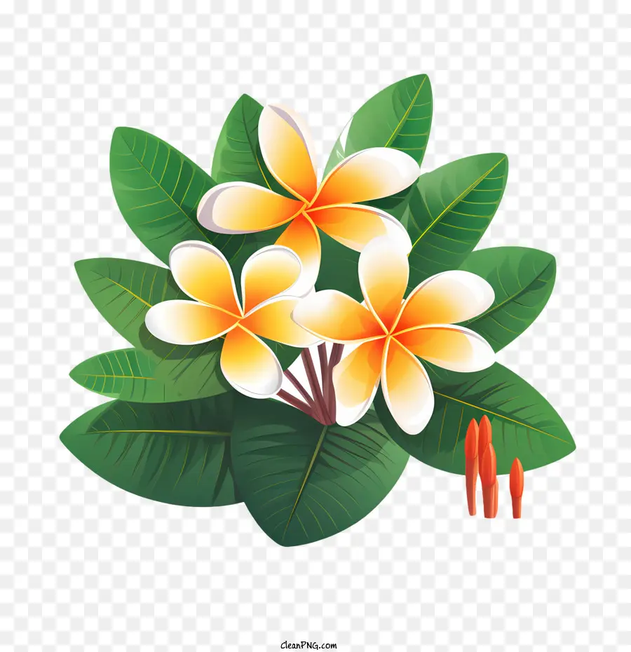 Flor De Frangipani，Flores Tropicais PNG