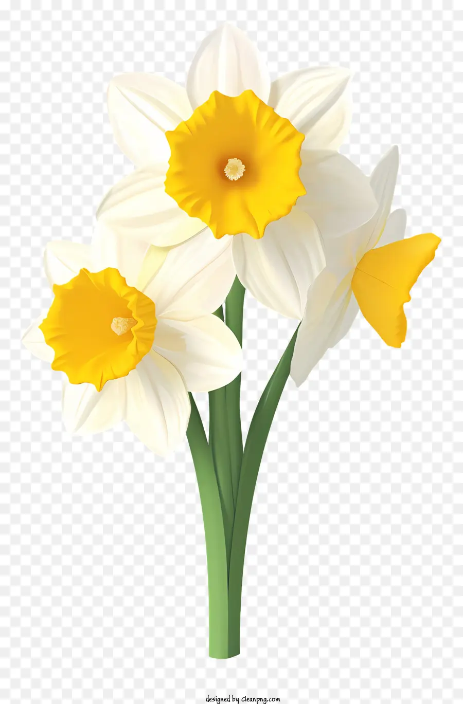 Narciso，Florescer PNG