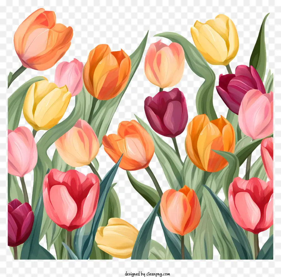 Tulipas，Campo PNG