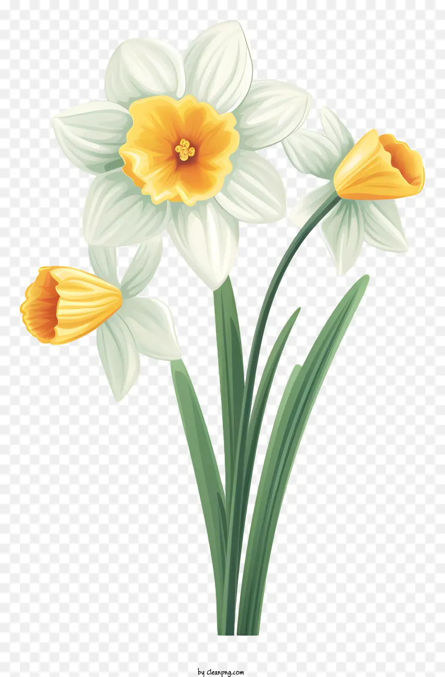 Narcisos，Narciso Amarelo PNG