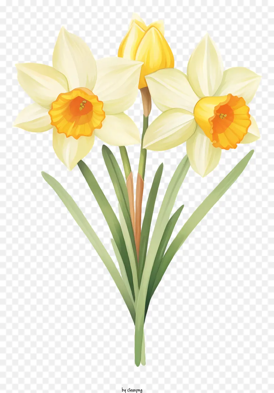 Narcisos Amarelos，Bouquet De Narcisos PNG