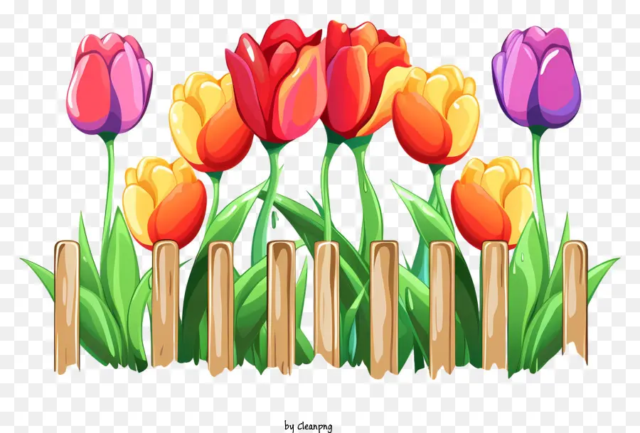 Tulipas，Flores Coloridas PNG