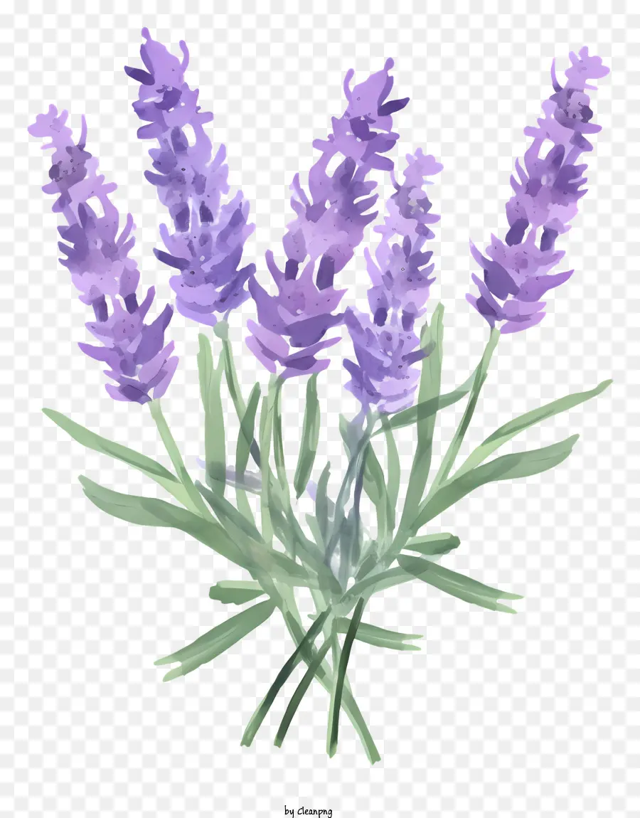 Buquê De Lavanda，Lavanda PNG