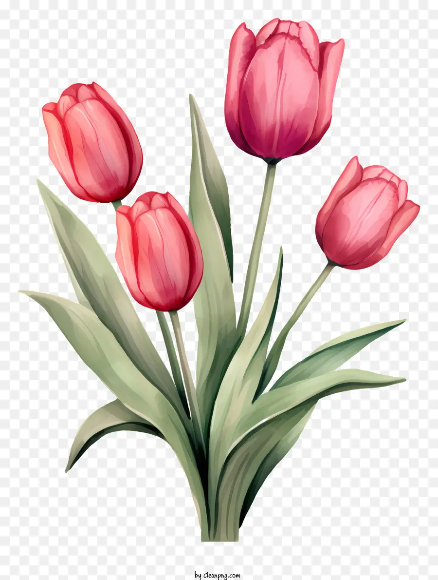 Tulipas Cor De Rosa，Tulipas PNG