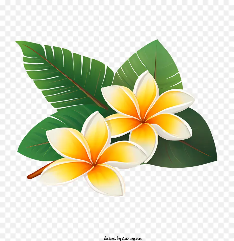 Flor De Frangipani，Floral PNG