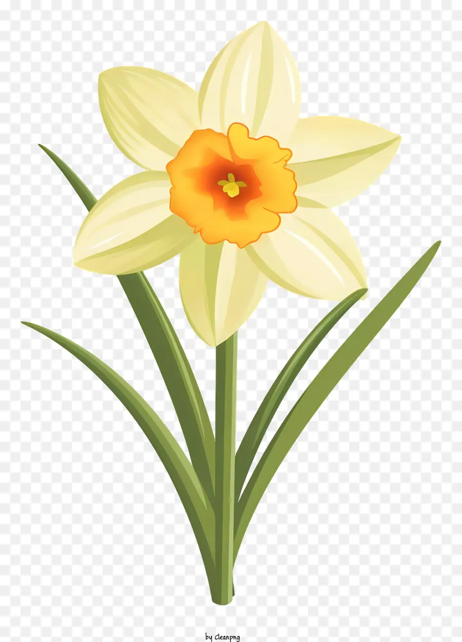 Narciso，Daffodil Branco PNG