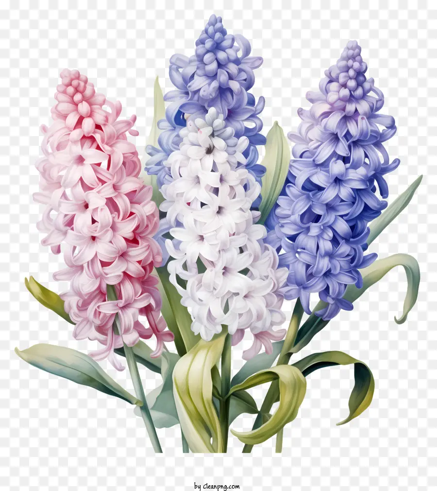 Flores De Jacinto，Florescer PNG