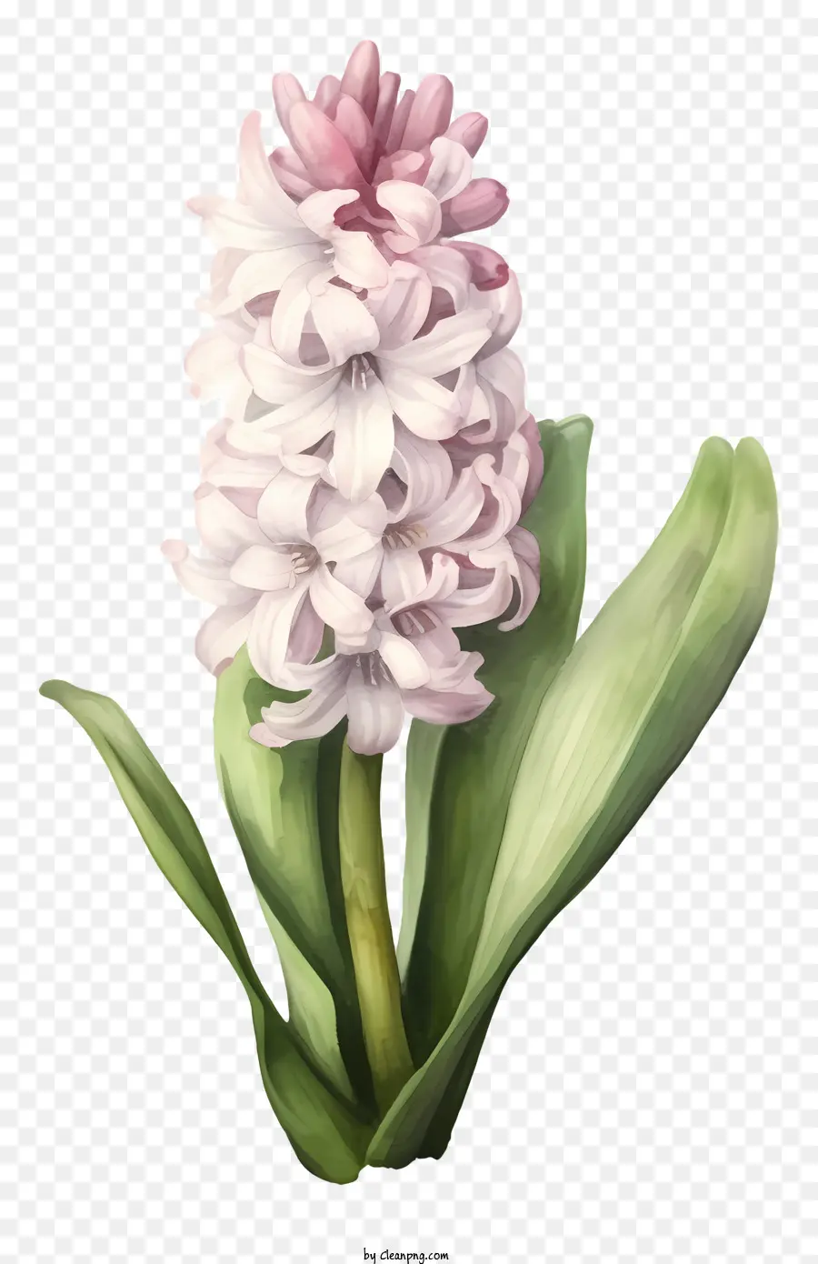 Flor Rosa，Flor Rosa E Branca PNG