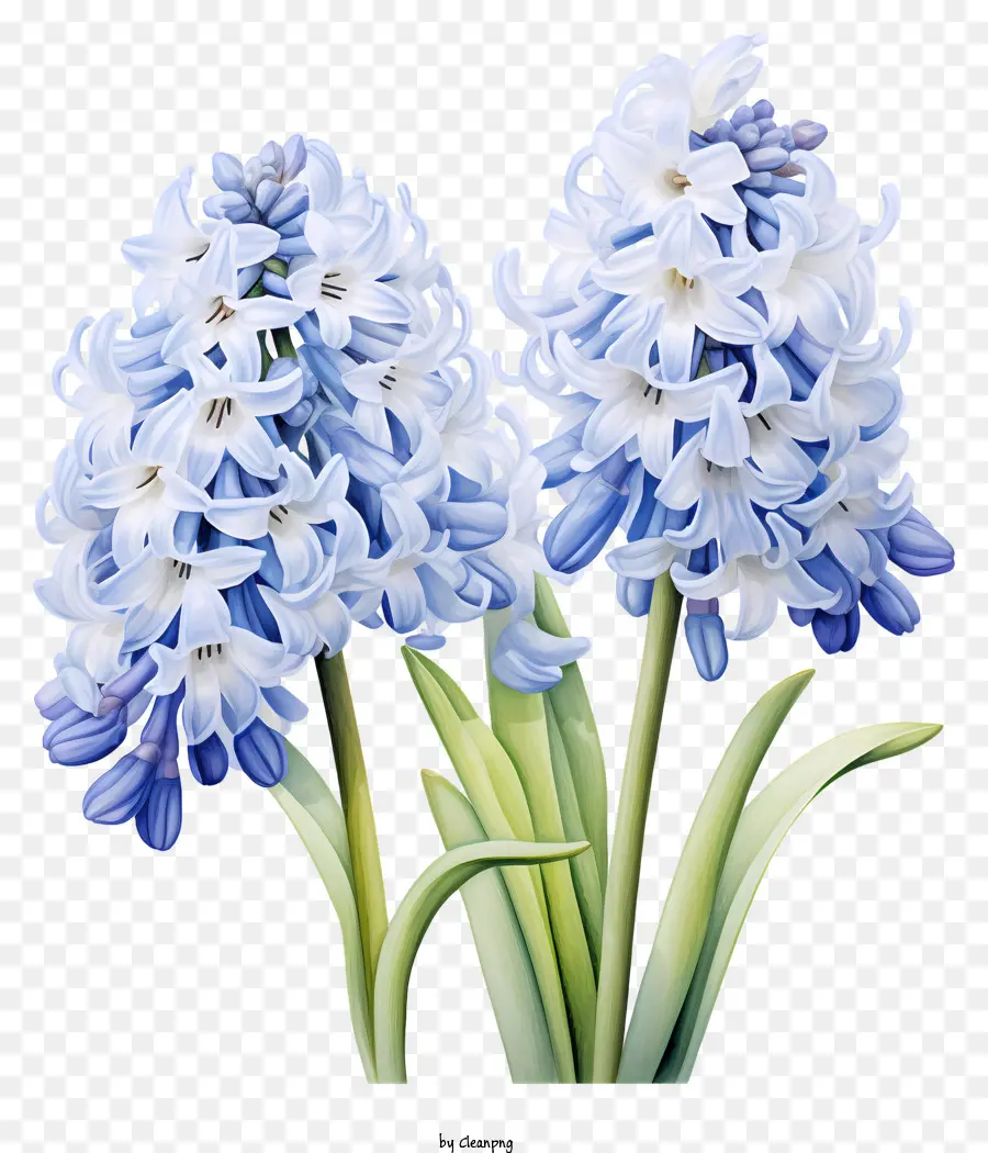 Azul E Branco Flores，Delicadas Flores PNG