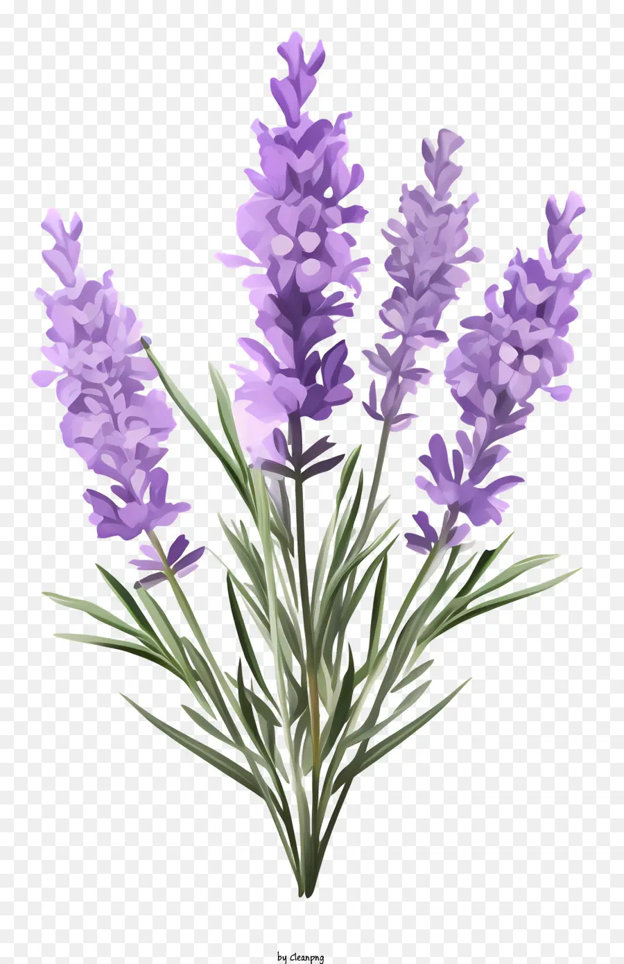 Flores De Lavanda，Lavanda PNG