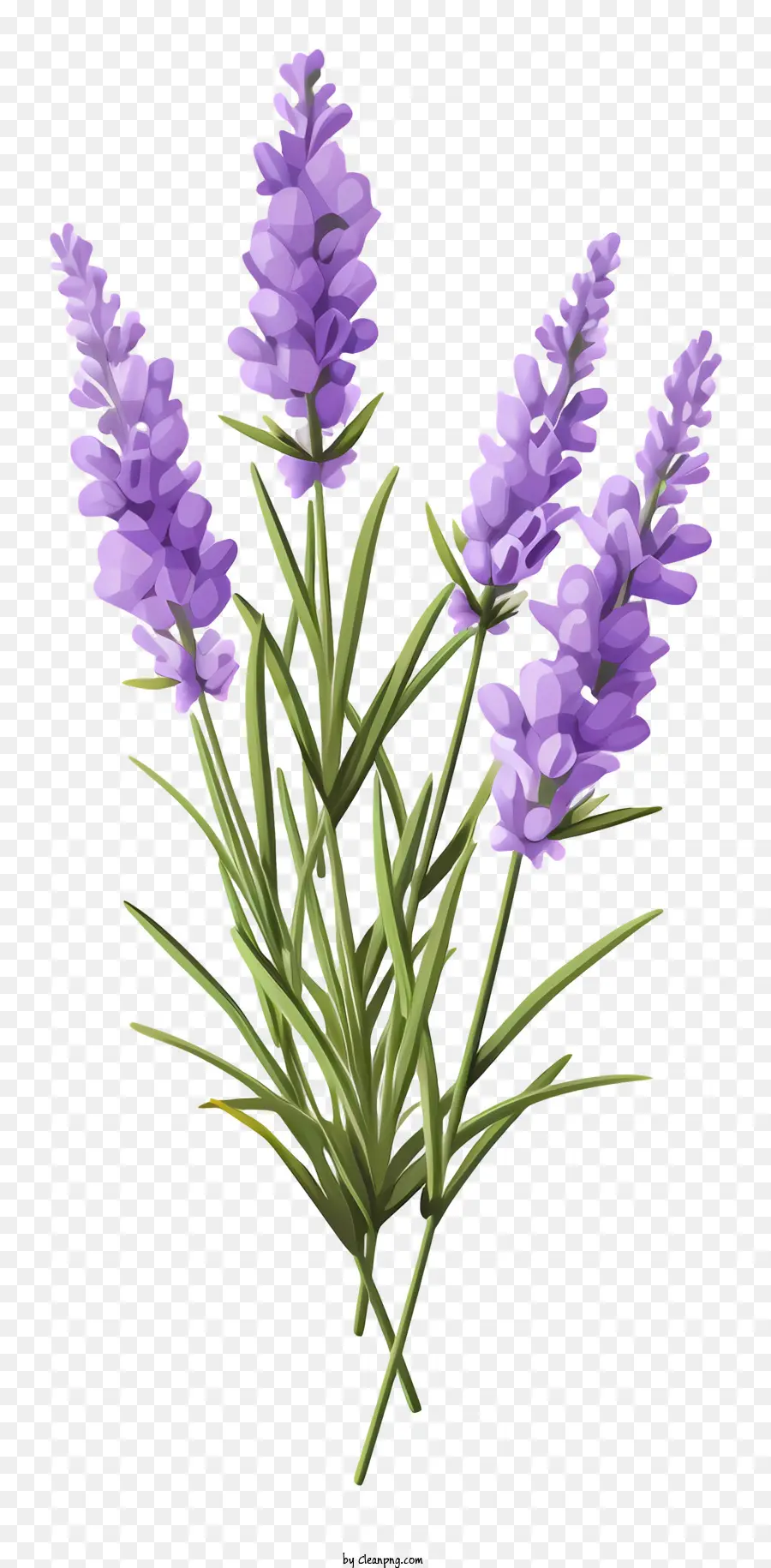 Flores De Lavanda，Lavanda PNG