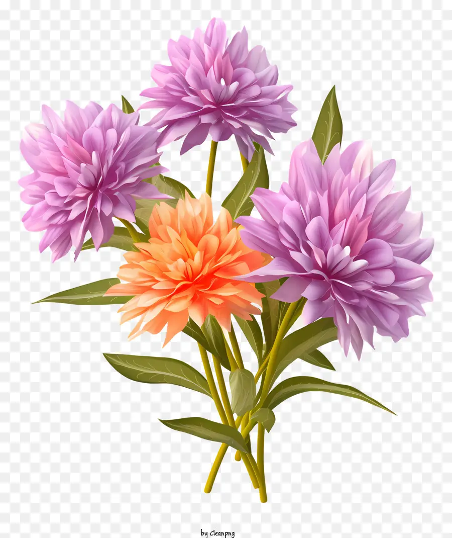 Flores Dahlia，Cor De Rosa E Flores De Laranja PNG