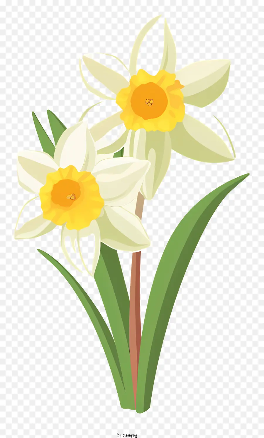 Flor De Daffodil，Daffodil Branco PNG