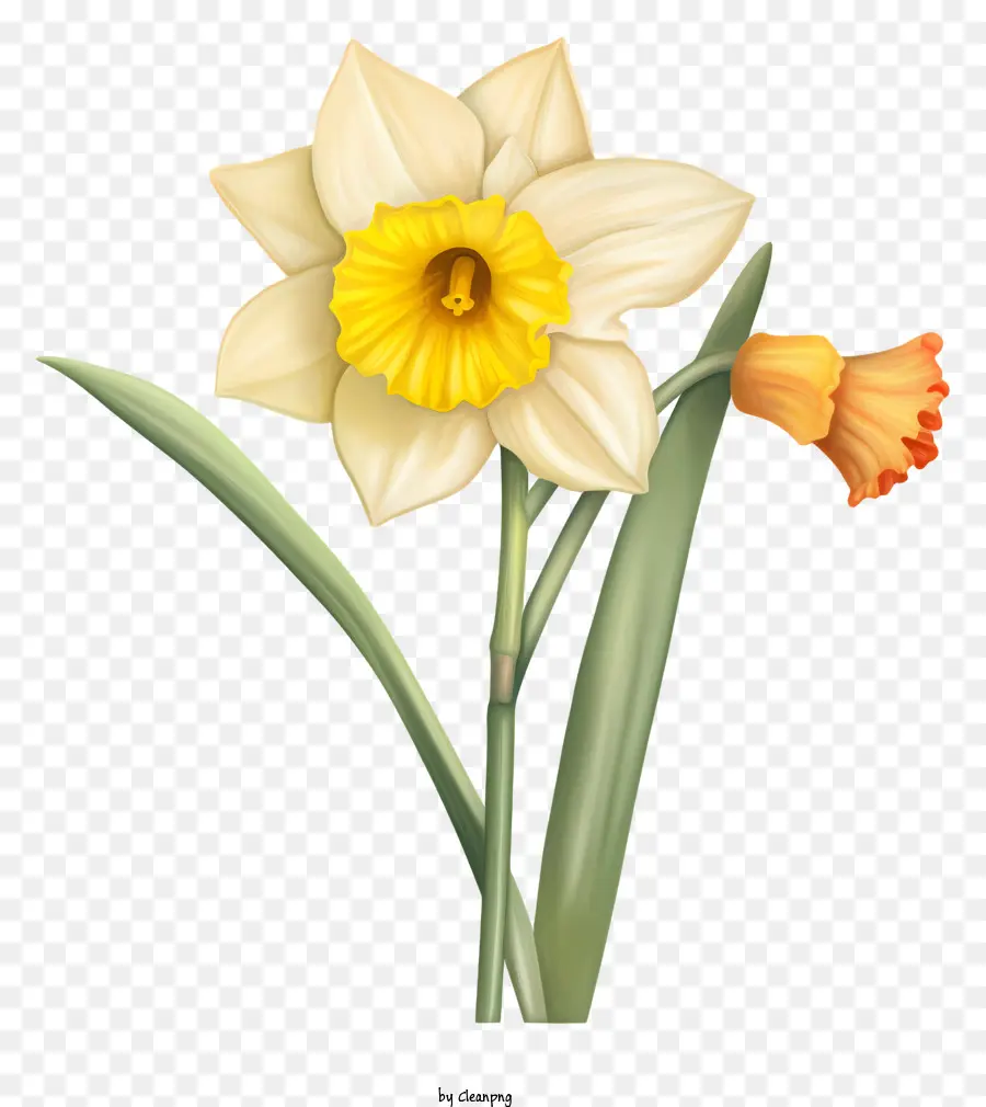 Daffodil Branco，Pétalas Amarelas PNG