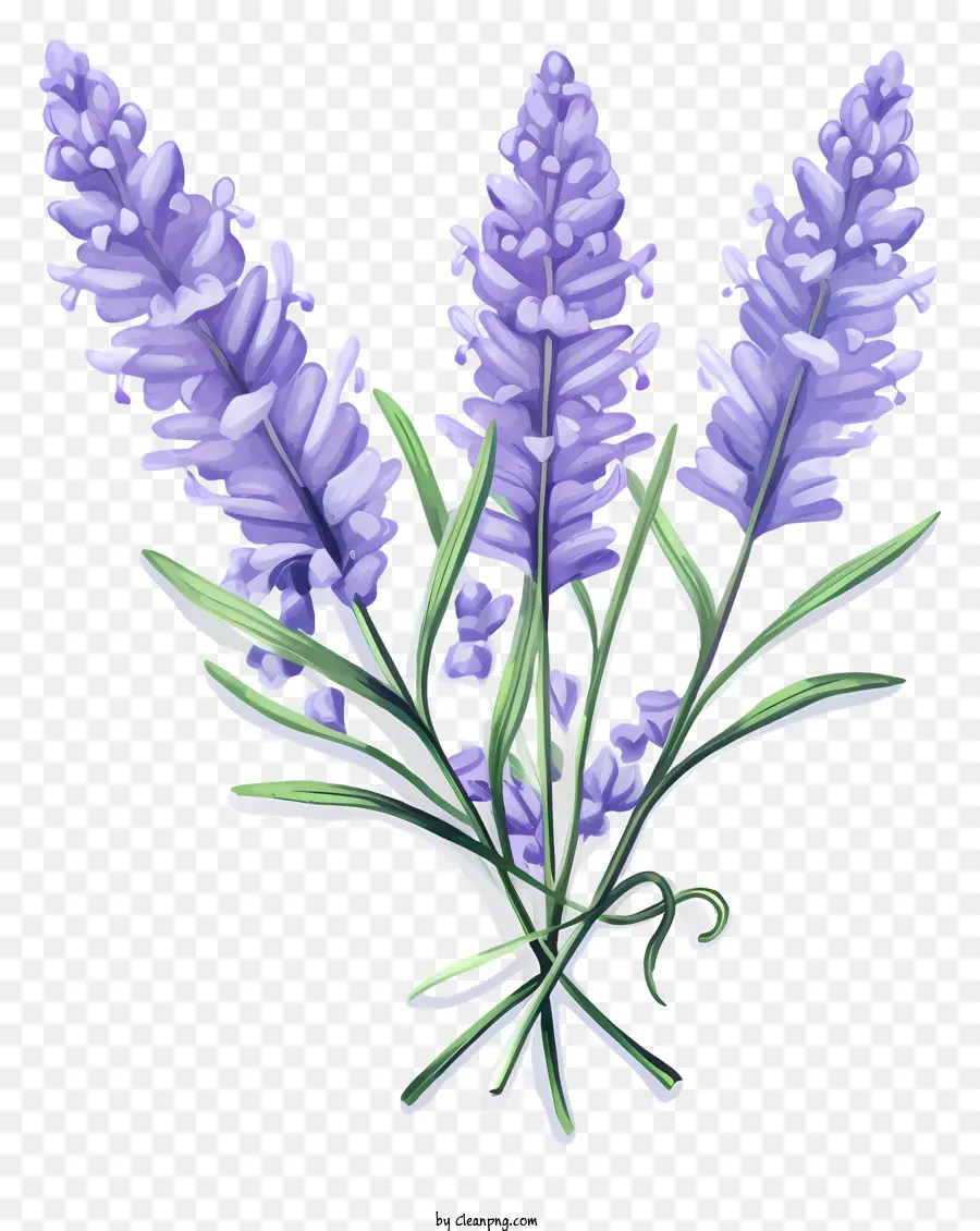 Lavanda，Buquê De Lavanda PNG