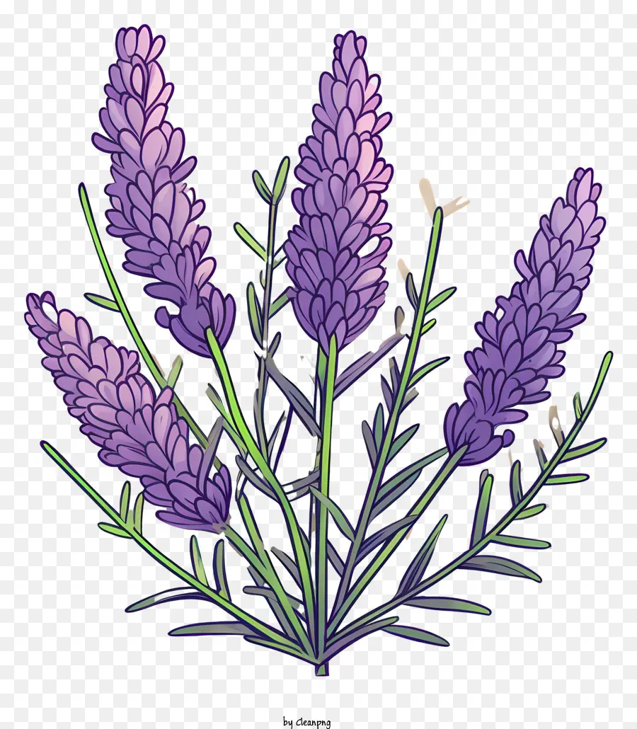 Flores De Lavanda，Flores Roxas PNG